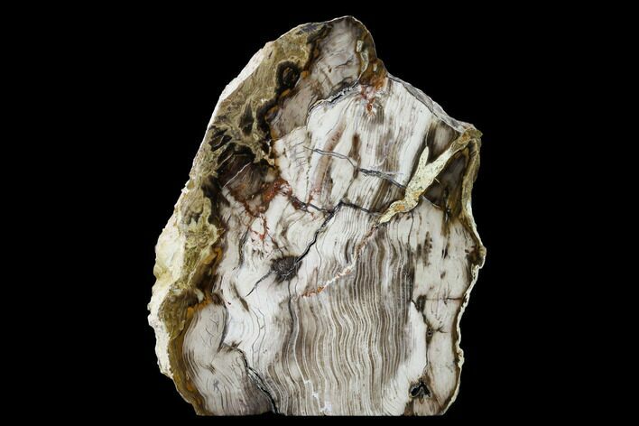 Gorgeous, Polished Petrified Wood Stand-up - Washington #164040